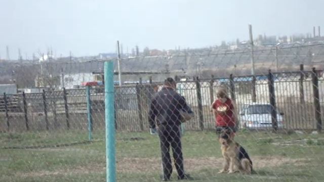 Немецкая овчарка ЗКС смотреть онлайн