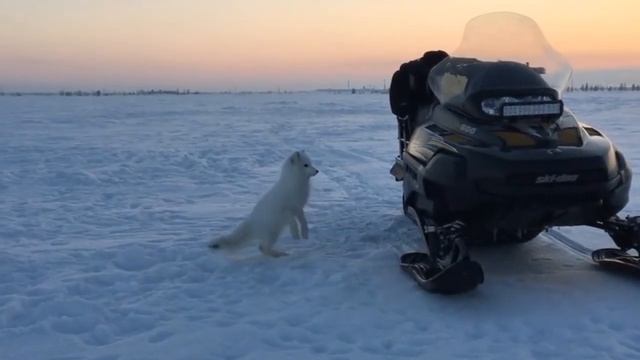 Песец - DanceMusic смотреть онлайн