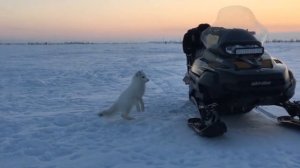 Песец - DanceMusic