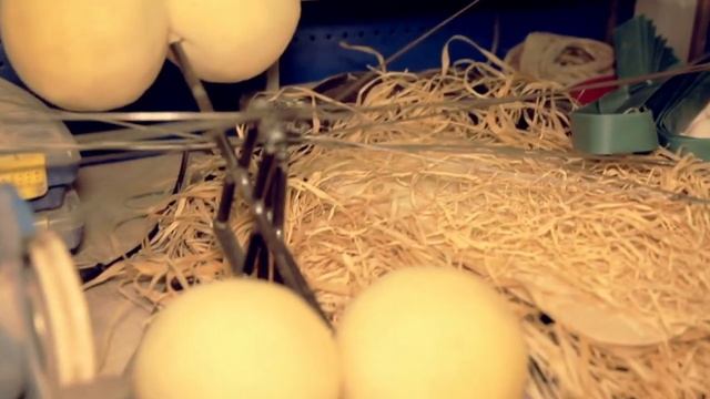 Театр Терезы Дуровой "Букашки. Фантазия!" Подготовка смотреть онлайн