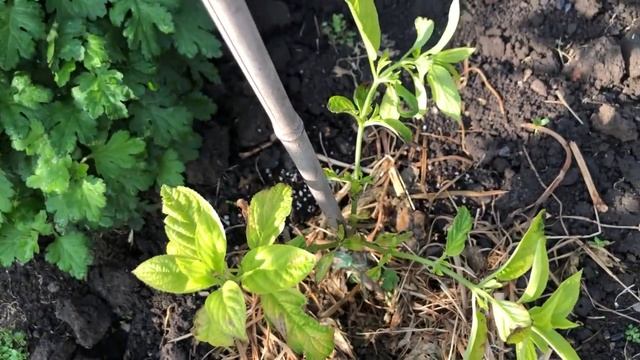 Гортензия Даймонд Руж оказалась крупнолистной. Как дела на огороде. смотреть онлайн