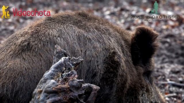Как ПРАВИЛЬНО целиться в кабана на охоте? Videoohota
