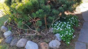 Любимый сад Девятой реальности. Такая разная мульча?Переделки ?Морозник?Молочай?Эрики?