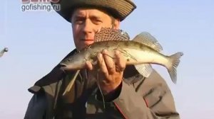 Азбука рыбалки. Ловля судака на спиннинг весной