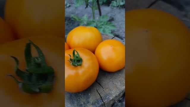 Томат гном Девушка из Локстона🍅🍅🍅