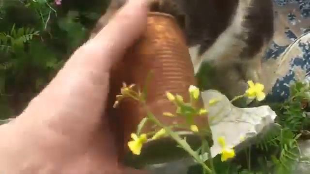 Прикол! Кот в ловушке!