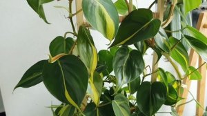 Мои комнатные растения, полная коллекция. Новый канал.