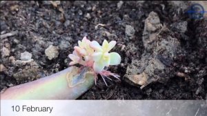 Succulent Propagation from leaves