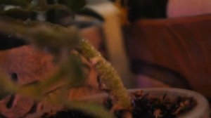 Суккулент Мезембриантемум хрустальный