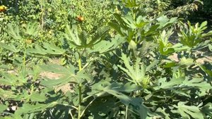 Обзор инжиров в открытом грунте . Дегустация бреб Крымского чёрного .