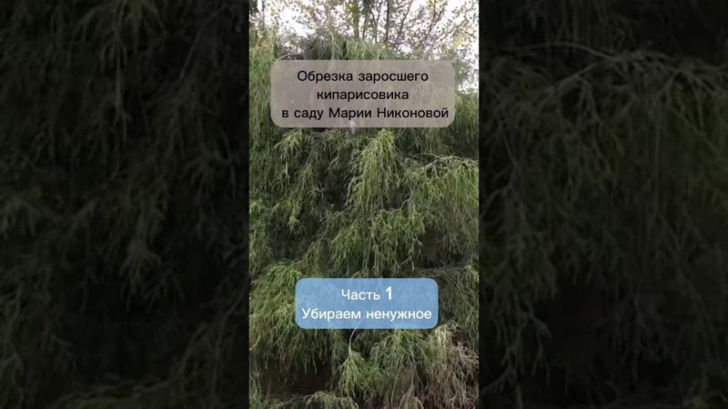 Обрезка заросшего кипарисовика в саду Марии Никоновой. Часть 1. Убираем ненужное.