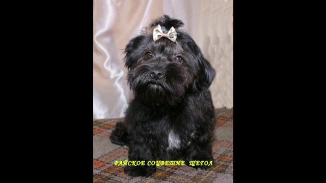 русские цветные болонки