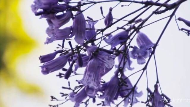 Цветение джакаранды в Сиднее смотреть онлайн