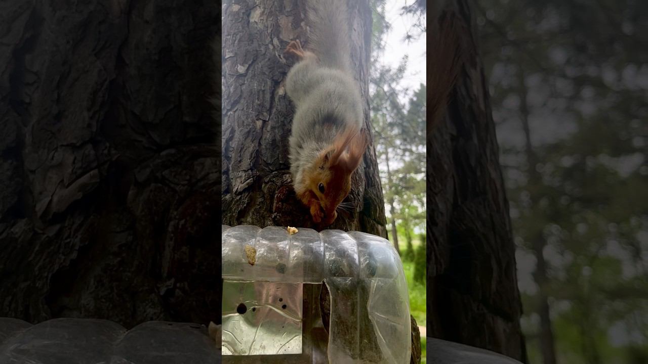 #squirrel смотреть онлайн