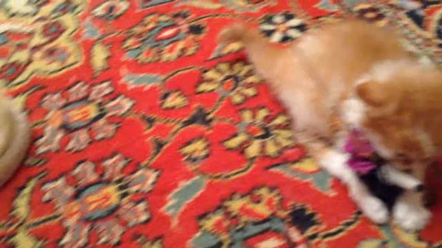 Победители "мышек" ))) смотреть онлайн