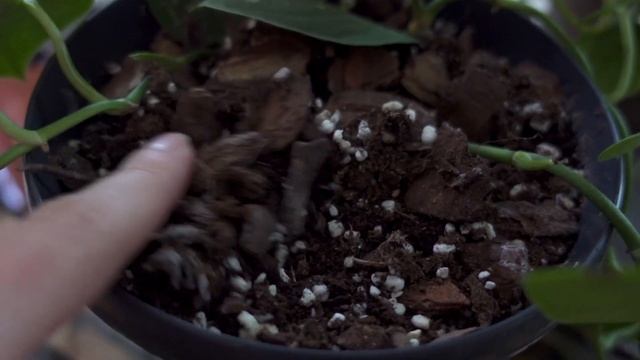 SCINDAPSUS PICTUS ARGYRAEUS, CURA e mi aiuto con l'igrometro per l’umidità in casa! смотреть онлайн