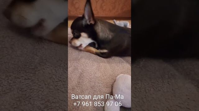 #чихуахуа ЧТО НЕЛЬЗЯ ЕСТЬ