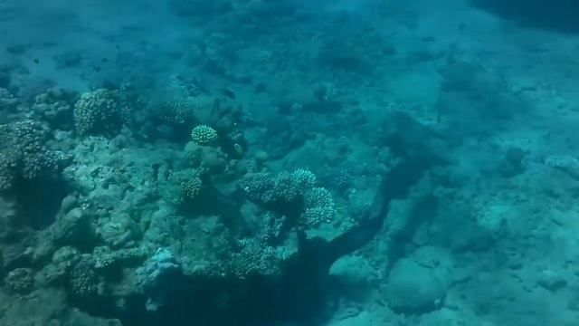 Giant Murena in Red Sea, Egypt -( Гигантская Мурена в Красном Море) смотреть онлайн