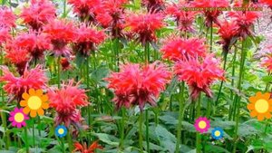 Монарда гибридная Кембридж Скарлет. Краткий обзор, описание мonarda hybrida Cambridge Scarlet