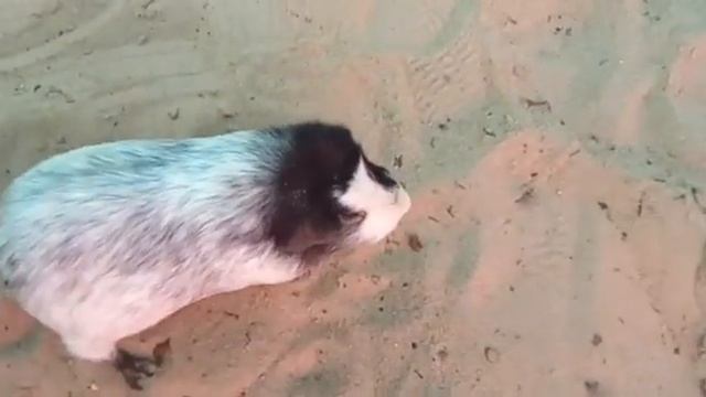 Морская свинка и песок. РЕАКЦИЯ МОРСКОЙ СВИНКИ НА ПЕСОК смотреть онлайн