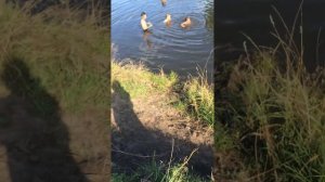 Мальчики купаются.