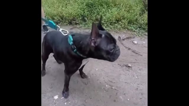 Смешные испуги людей и животных Посмейся только не лопни видио не майо