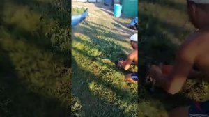 Косим траву бензопилой