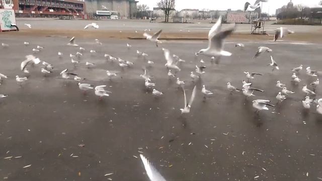 Кормление чаек в Гамбурге смотреть онлайн