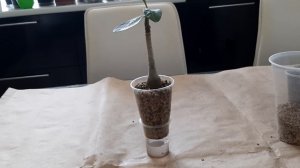 АДЕНИУМ. Наращивание корней у адениума в лечузе на фитильном поливе