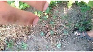 Комар живёт один день правда или ложь?