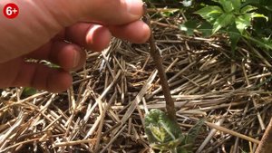 Павловния. Где-то в Богородском районе Нижегородской области.