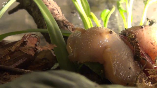 Мегас... хибискус..  что произошло?  Дети Алоэ