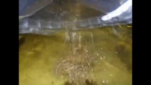 Как развести  очень МНОГО АМПУЛЯРИЙ