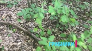 БЕЛЫЕ ГРИБЫ В ЛЕСУ. Тульская область