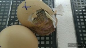 Эксперимент Маран - Мастер Грей❗От закладки до вывода❗Часть 1.