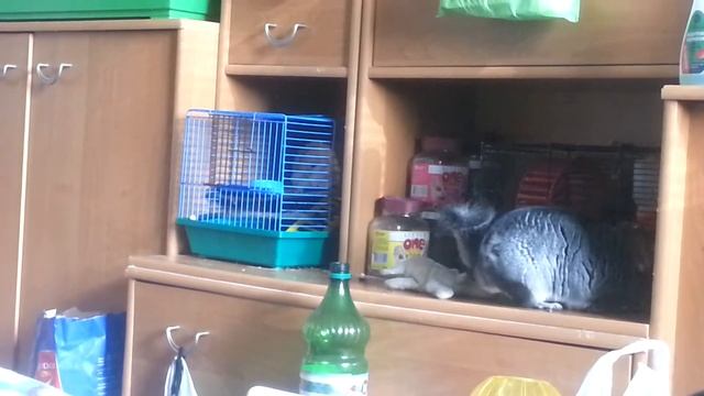 Шиншилла Женька #47 смотреть онлайн