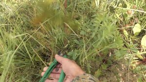 ЛУЧШИЙ ВЕНИК ДЛЯ БАНИ! Берёза, донник и полынь. ВАУ ЭФФЕКТ!!