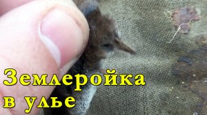 Землеройка в улье. Отлов землеройки (бурогузки) по советам пчеловодов