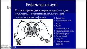 8 класс Условные и безусловные рефлексы