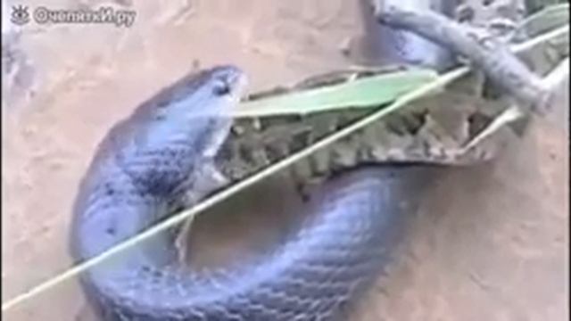 КОРОЛЕВСКАЯ КОБРА VS ПИТОН #4 смотреть онлайн