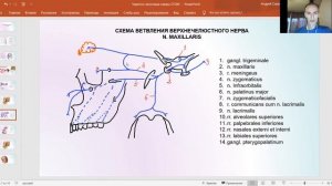 Верхнечелюстной нерв