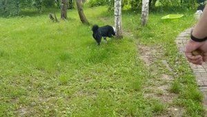 Лето с собакой (бордер колли Скарлет 1,5 года)
