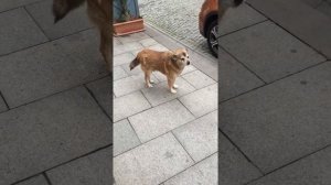 Собака воет на звук колокола