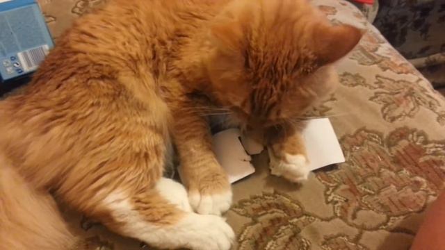 Кот есть бумагу смотреть онлайн