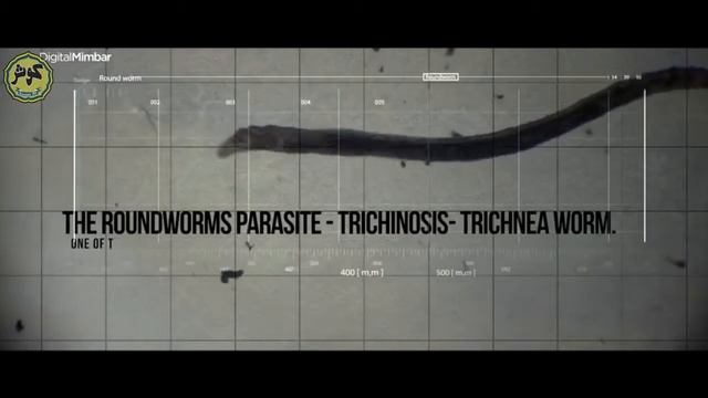 Почему мусульмане не едят свинину (ПОКАЖИТЕ ЭТО ВИДЕО ВСЕМ) смотреть онлайн