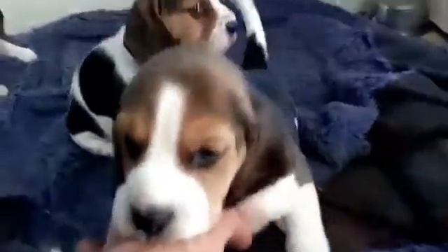 Щенки бигля!!! Очень потешные собачки! Порода бигль! смотреть онлайн