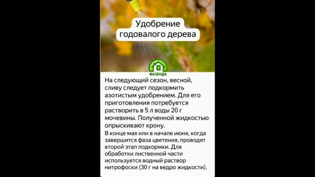 Удобряем сливу правильно