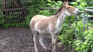 Ростовский зоопарк. Туркменский кулан.