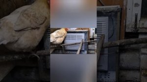конвектор в курятнике