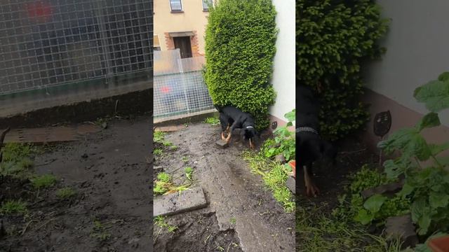 Bob Hund Lobo hat irgendwas gefunden bei seiner  sucht 😅😅 #dog #rottweiler #hund #rottweilerdog